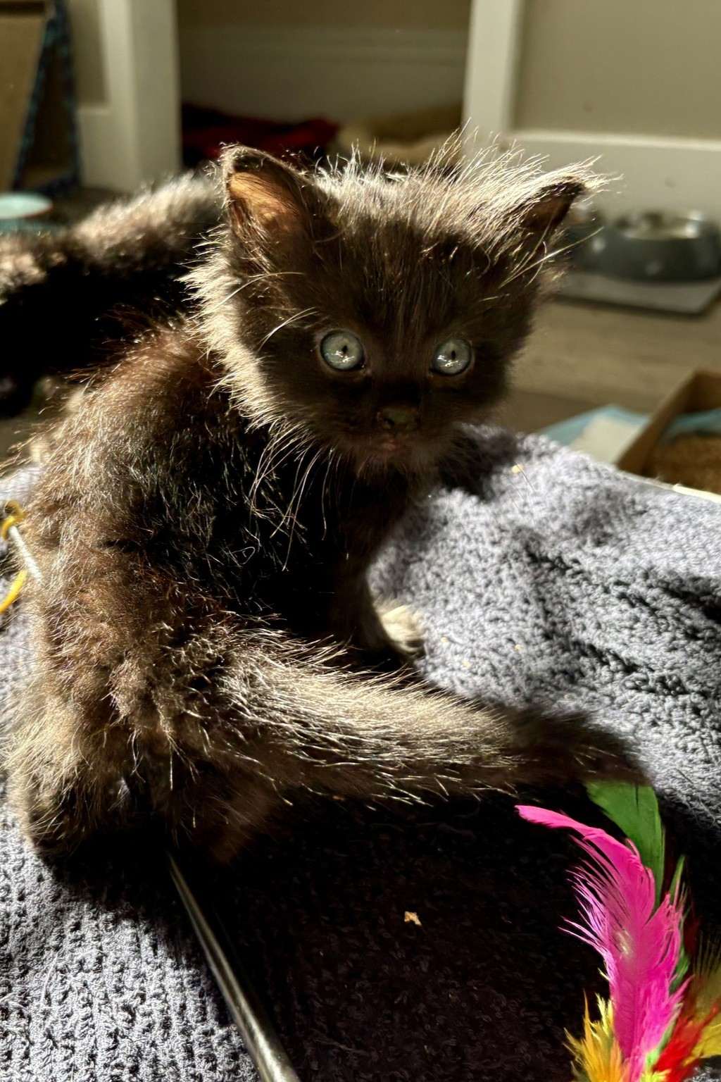 Bug - Domestic Shorthair cat available for adoption at Furry Tales Cat Rescue in Calgary