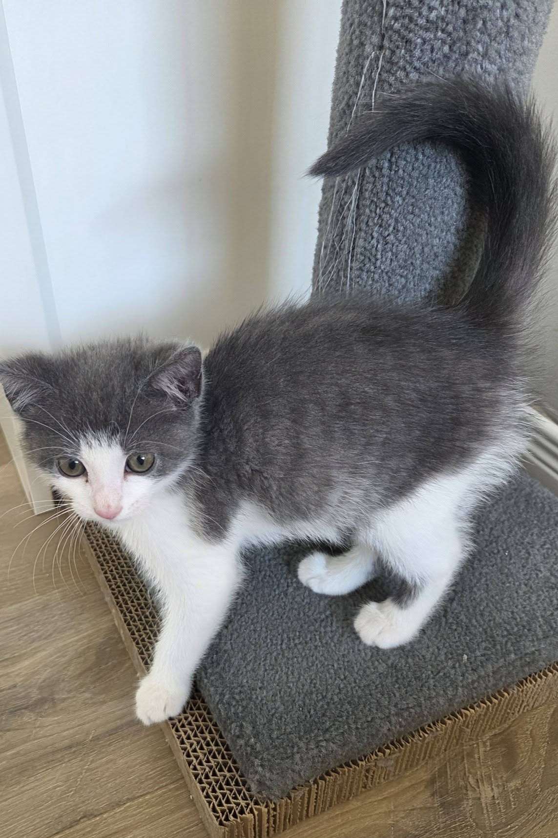 Buttercup - Domestic Shorthair cat available for adoption in Calgary