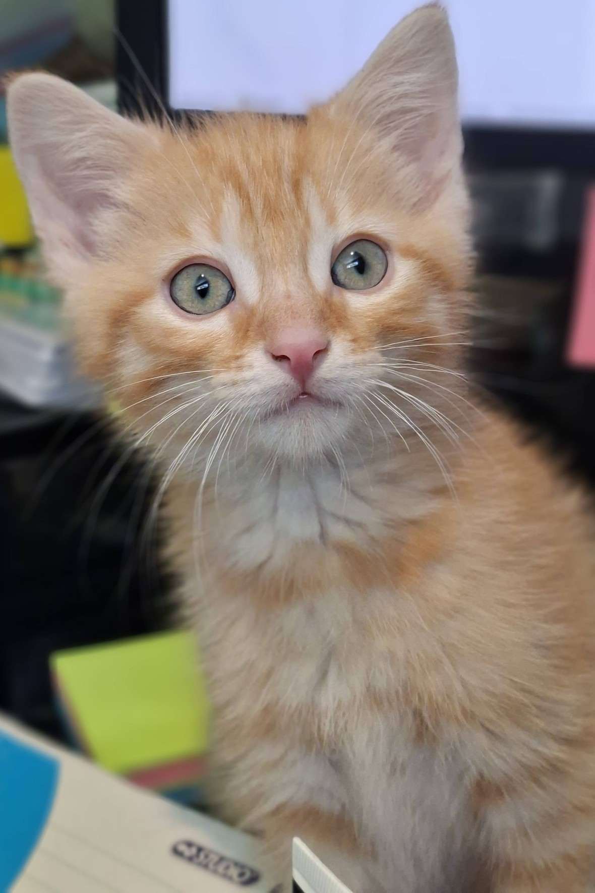 Albert - Domestic Shorthair cat available for adoption in Calgary