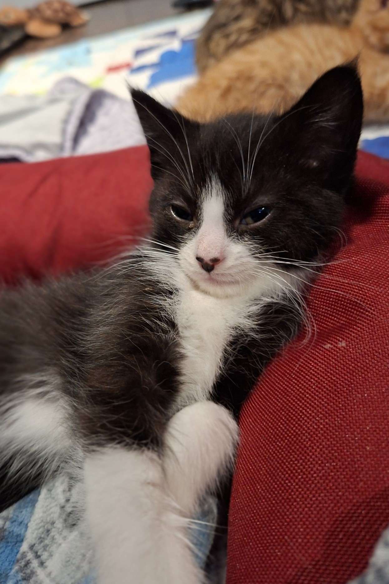 Margaret - Domestic Shorthair cat available for adoption in Calgary