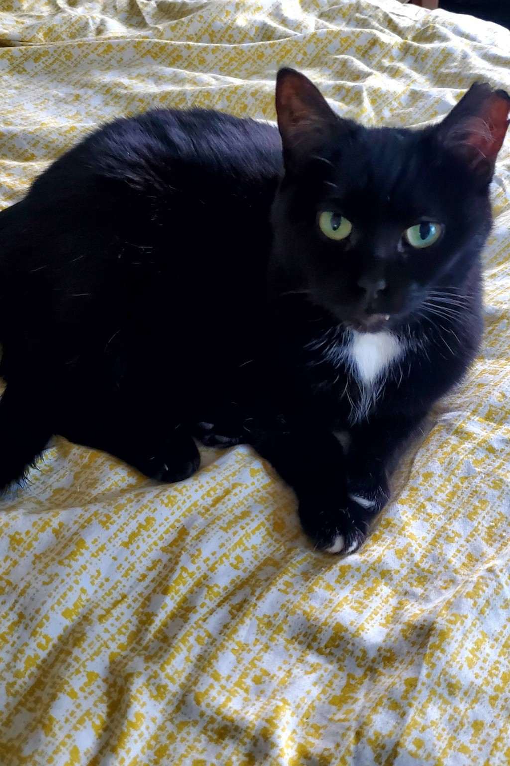 Arla - Domestic Shorthair cat available for adoption in Calgary