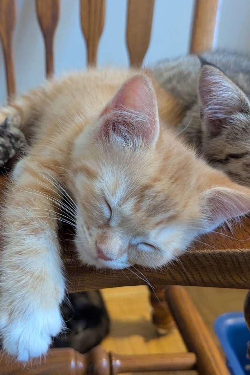 Banana - Domestic Shorthair cat available for adoption at Furry Tales Cat Rescue in Ottawa