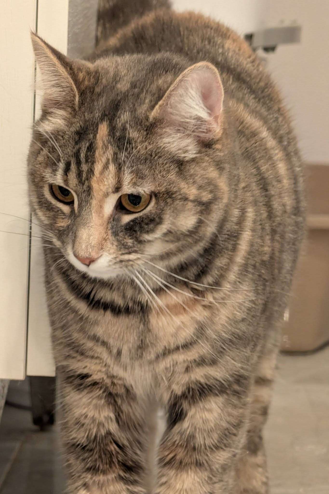 Rapunzel - Domestic Shorthair available for adoption