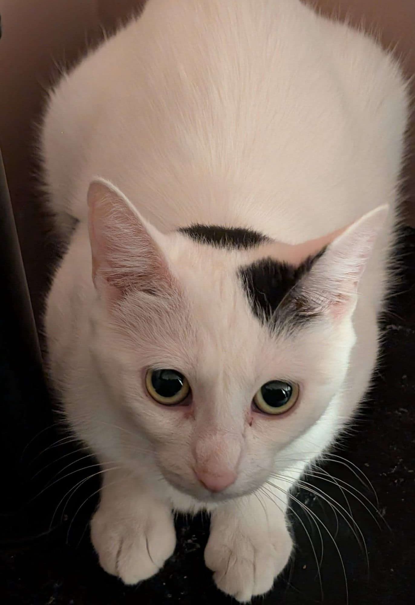 Joanne - Domestic Shorthair cat available for adoption at Furry Tales Cat Rescue in Ottawa