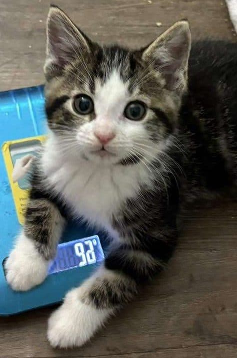 Chai - Domestic Shorthair available for adoption