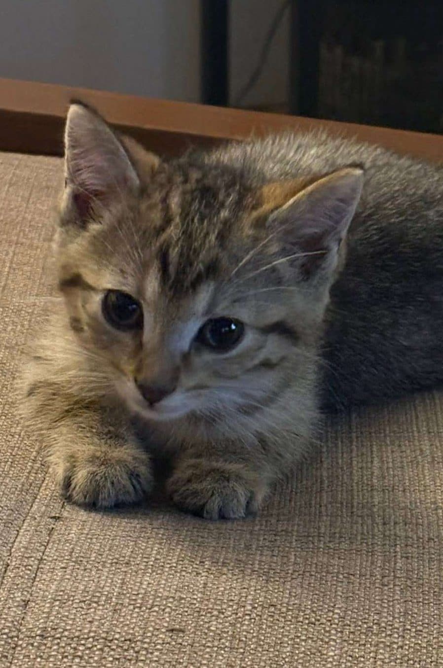 Samosa - Domestic Shorthair available for adoption