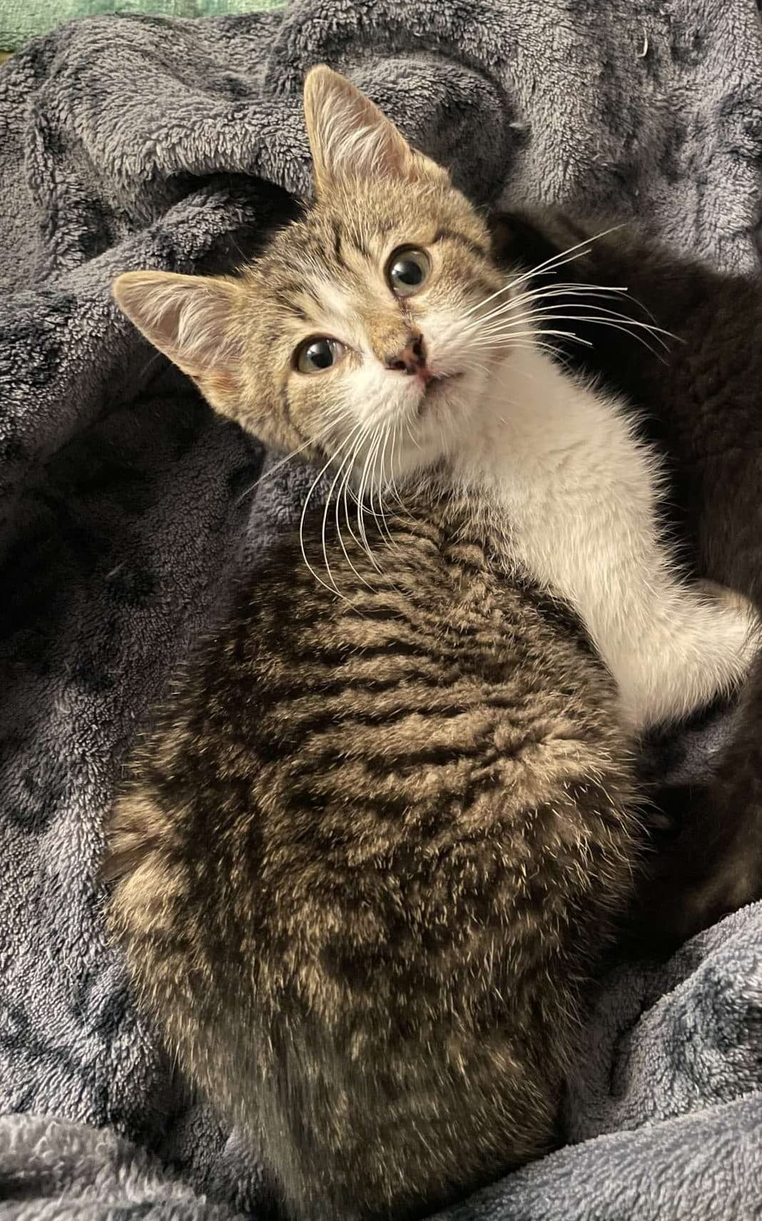 Barney - Domestic Shorthair cat available for adoption at Furry Tales Cat Rescue in Ottawa