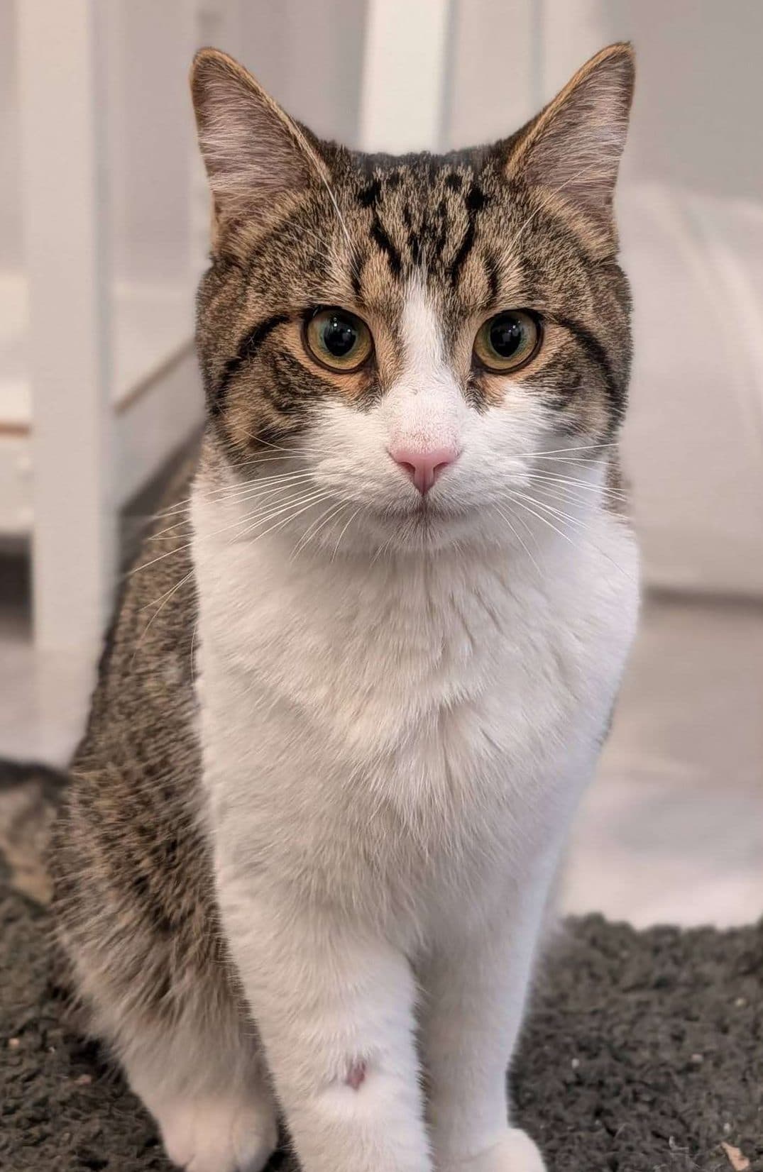 Aladdin - Domestic Shorthair cat available for adoption at Furry Tales Cat Rescue in Ontario