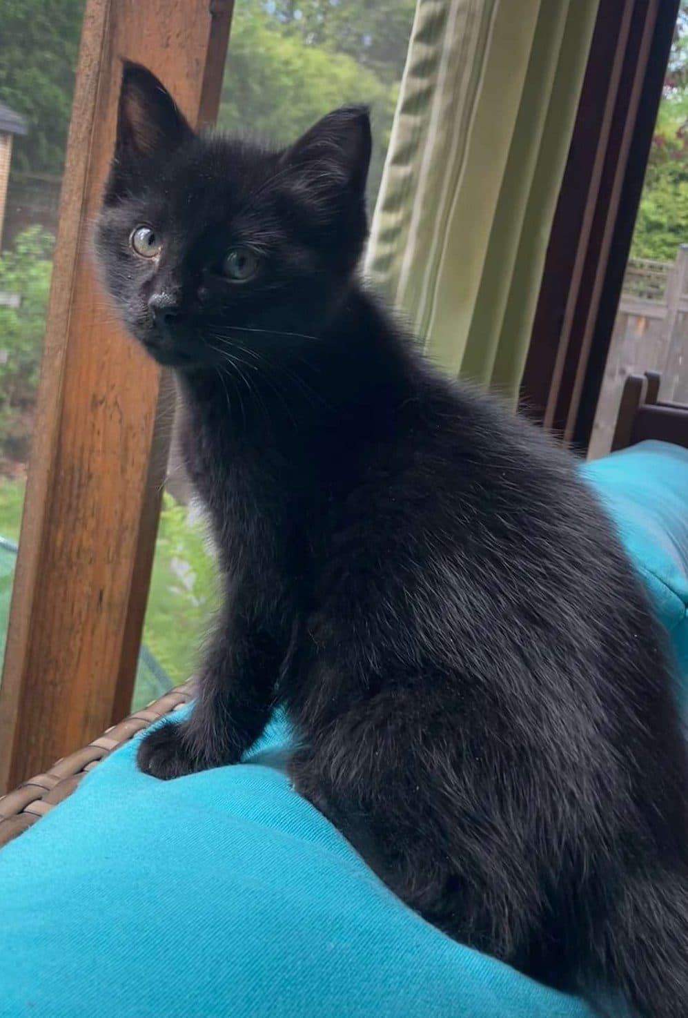 Biff - Domestic Shorthair cat available for adoption at Furry Tales Cat Rescue in Ottawa