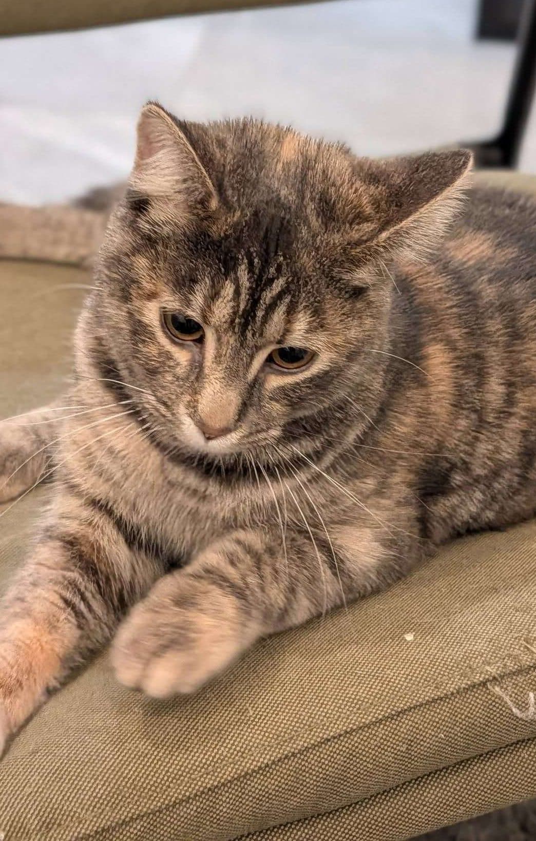 Cinderella - Domestic Shorthair cat available for adoption at Furry Tales Cat Rescue in Ontario