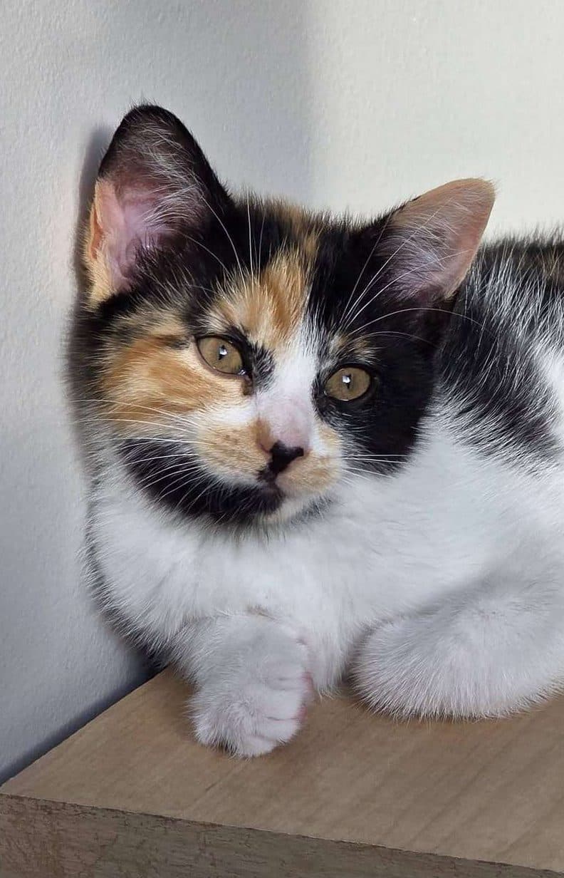 Dandilion - Domestic Shorthair cat available for adoption in Calgary