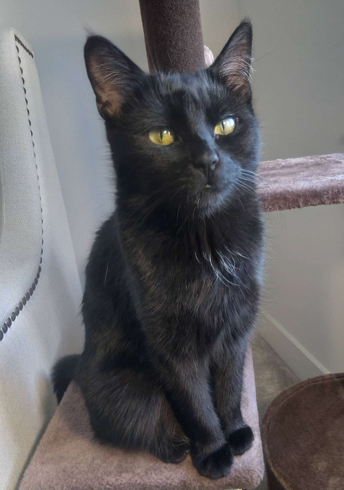 Iris - Domestic Shorthair cat available for adoption at Furry Tales Cat Rescue in Ottawa