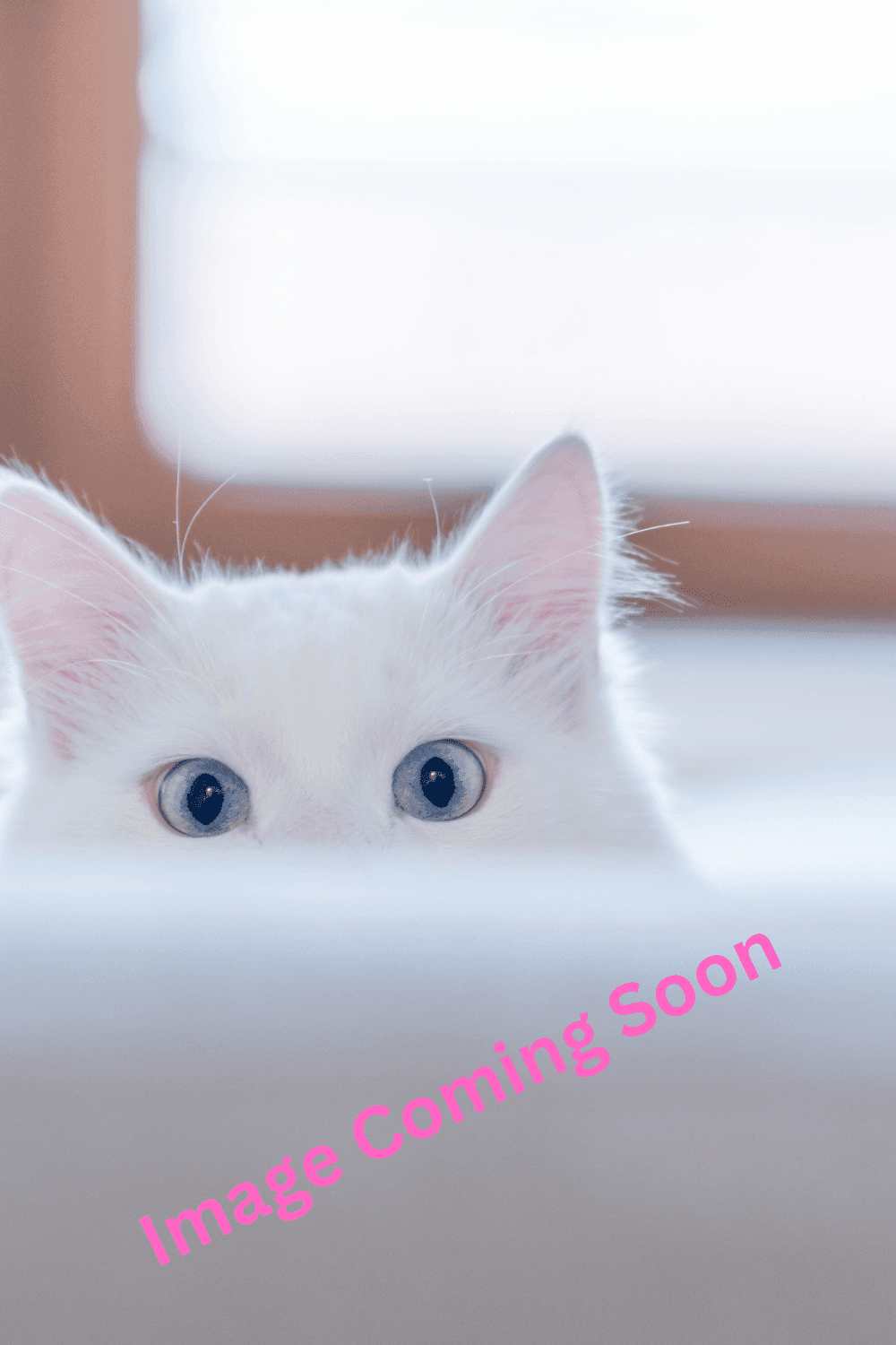 Cherry - Domestic Shorthair available for adoption