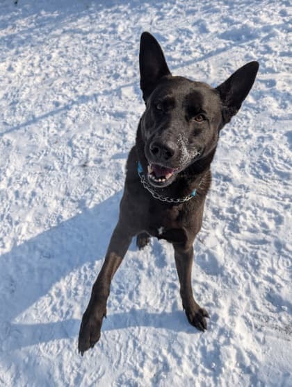 Apollo - Shepherd Mix available for adoption