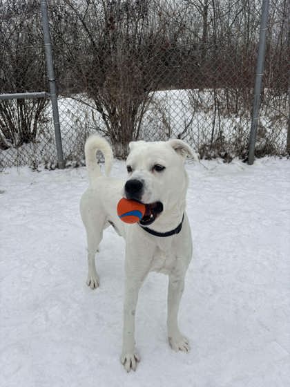 Carl - American Bulldog available for adoption