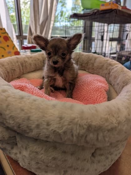 Hippo - Long Coat Chihuahua available for adoption at Fredericton SPCA in Fredericton