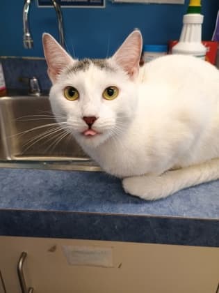 Mouse - Domestic Shorthair Mix available for adoption