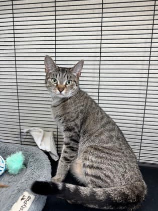 Jordache - Domestic Shorthair Mix available for adoption