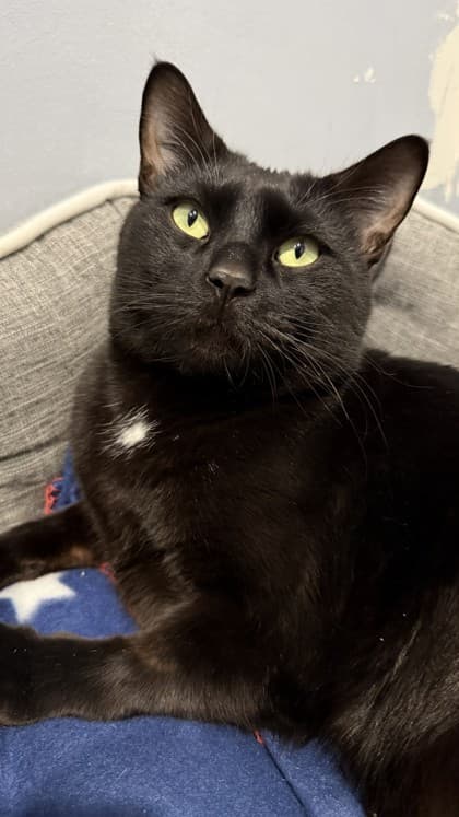 Riggs - Domestic Shorthair Mix available for adoption
