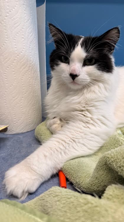 Purin - Domestic Medium Hair Mix available for adoption