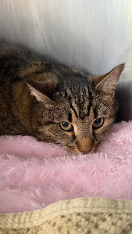 Florence - Domestic Shorthair Mix available for adoption