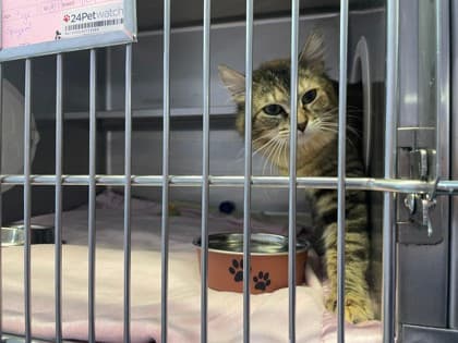 Barista - Domestic Longhair Mix available for adoption