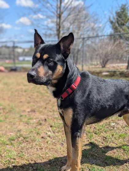 Kylo - Large Mixed Breed available for adoption