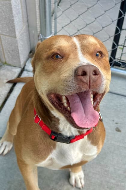 Salamander - Terrier, American Pit Bull/Mix available for adoption at St. John's Humane Services in St. John's