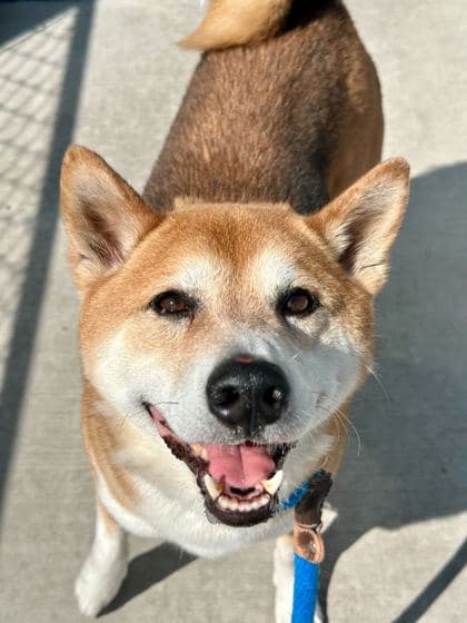 Valentino - Shiba Inu/Mix available for adoption at St. John's Humane Services in St. John's