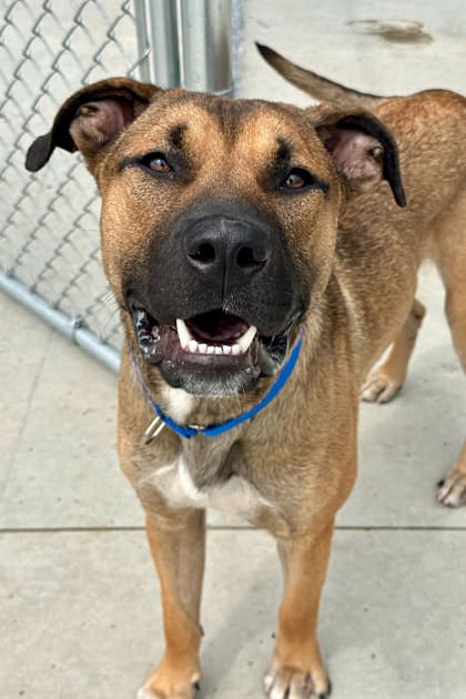 Goober - Mixed Breed available for adoption at St. John's Humane Services in St. John's