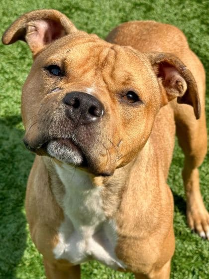 Speckles - Mixed Breed available for adoption at St. John's Humane Services in St. John's