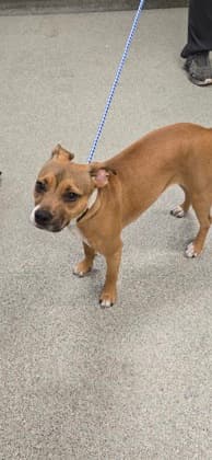 Mahalia - Mixed Breed available for adoption at St. John's Humane Services in St. John's