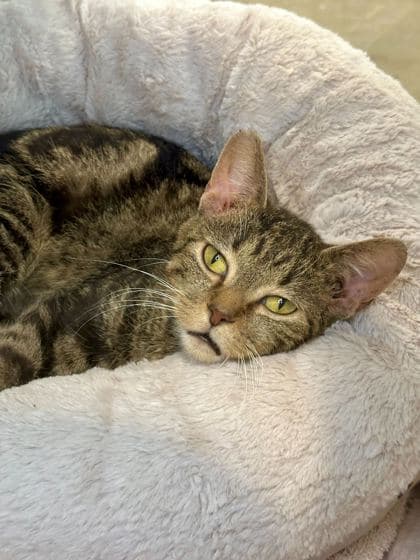 Tiffin - Domestic Shorthair/Mix cat available for adoption at St. John's Humane Services in St. John's