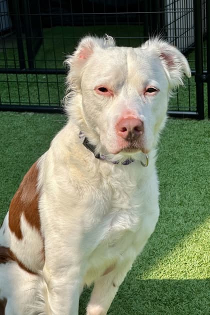 Millie - Mixed Breed available for adoption at St. John's Humane Services in St. John's