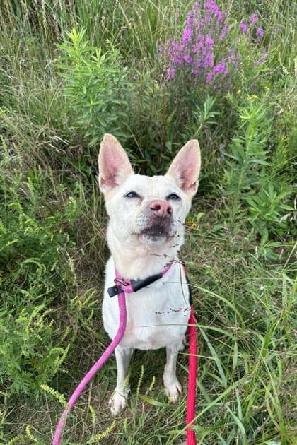 Taro - Mixed Breed available for adoption at St. John's Humane Services in St. John's