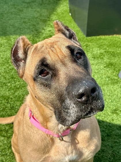 Nitro - Cane Corso/Mix available for adoption at St. John's Humane Services in St. John's