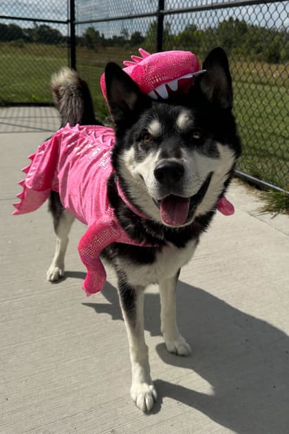 Valente - Alaskan Malamute/Mix available for adoption at St. John's Humane Services in St. John's