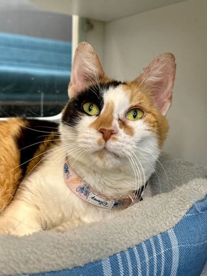Juno - Domestic Shorthair/Mix cat available for adoption at St. John's Humane Services in St. John's