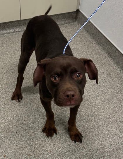Pogo Stick - Mixed Breed available for adoption at St. John's Humane Services in St. John's