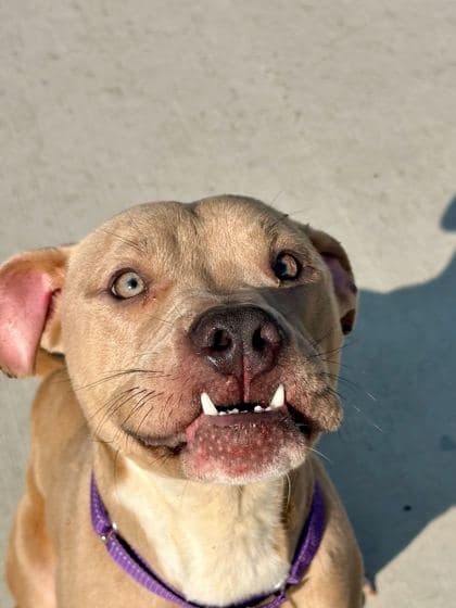 Wallaby Way - Mixed Breed available for adoption at St. John's Humane Services in St. John's