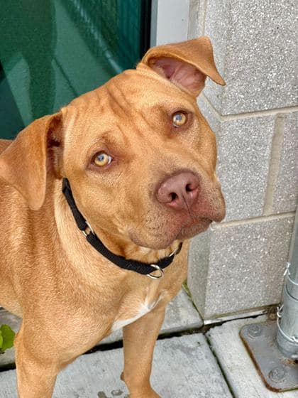 Sunset Sarsaparilla - Mixed Breed available for adoption at St. John's Humane Services in St. John's