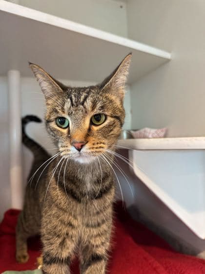 Sharkboy - Domestic Shorthair/Mix cat available for adoption at St. John's Humane Services in St. John's