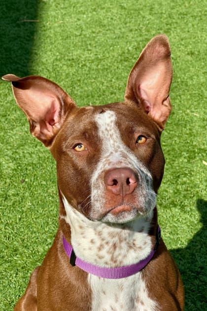 Mushu - Mixed Breed available for adoption at St. John's Humane Services in St. John's