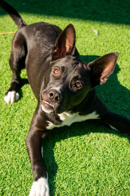 Hohenheim - Mixed Breed available for adoption at St. John's Humane Services in St. John's