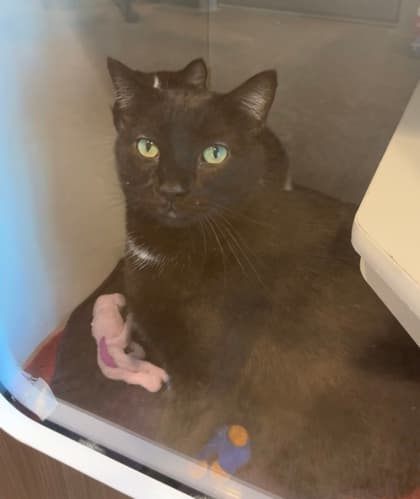 Jack - Domestic Shorthair/Mix cat available for adoption at St. John's Humane Services in St. John's