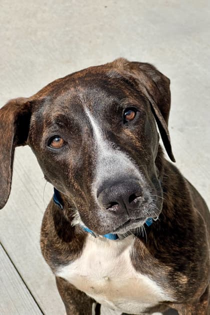 Martin - Cur, Black-Mouth/Mix available for adoption at St. John's Humane Services in St. John's