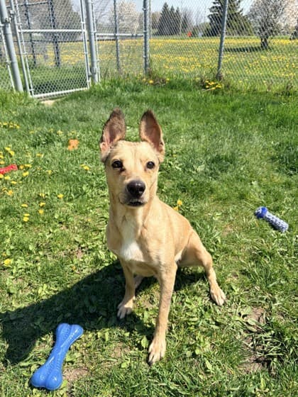 Panini - Mixed Breed, Medium (up to 44 lbs fully grown) available for adoption at Ontario SPCA (Toronto Area) in Toronto