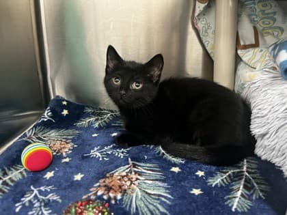Hope - Domestic Shorthair cat available for adoption at Ontario SPCA & Humane Society in Whitby