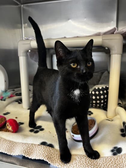 Stormie - Domestic Shorthair cat available for adoption at Ontario SPCA (Toronto Area) in Toronto