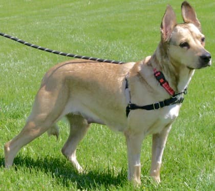 Panini - Mixed Breed, Medium (up to 44 lbs fully grown) available for adoption at Ontario SPCA (Toronto Area) in Ontario